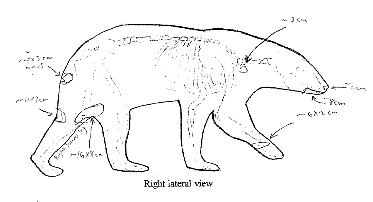 RFK Jr. Bear Files from the NYS DEC